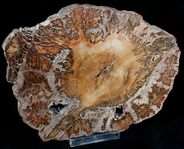 Gorgeous Araucaria Petrified Wood Slab - #6782